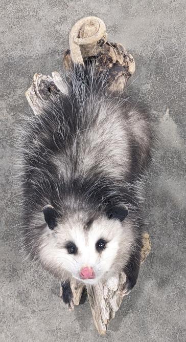 Full Body Hanging Opossum Taxidermy w/ Drift Wood