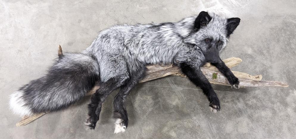 Gorgeous Full Body Artic Fox on Drift Wood