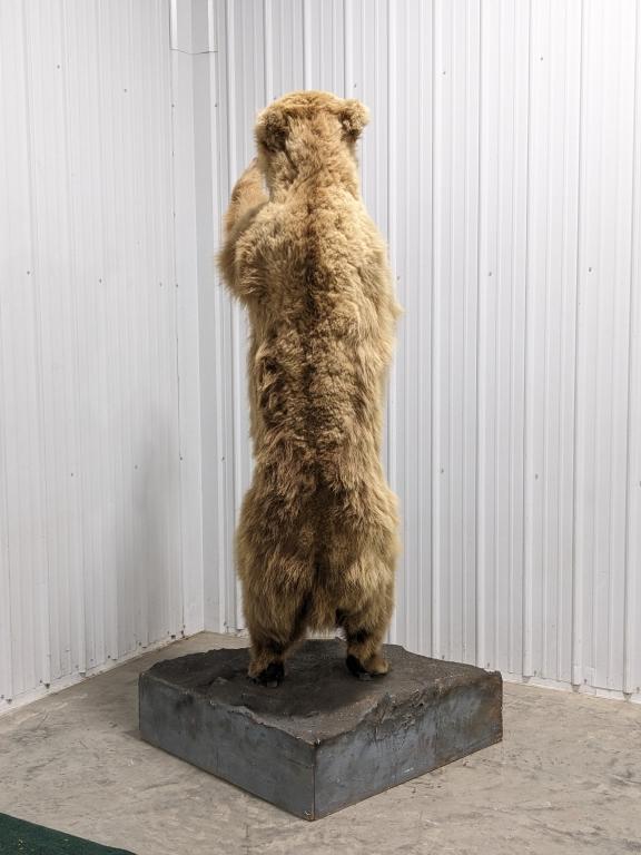 Full Body Upright Grizzly Bear Mount