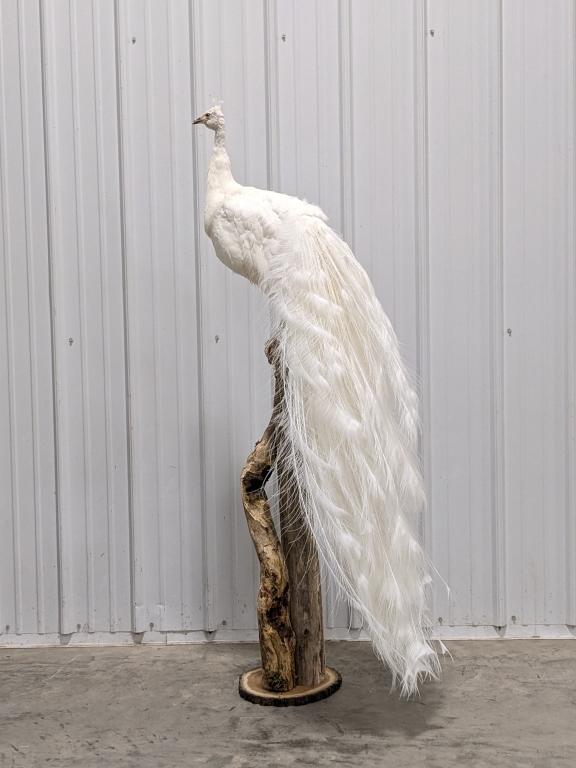 Amazing Full Body Albino Peacock on Drift Wood