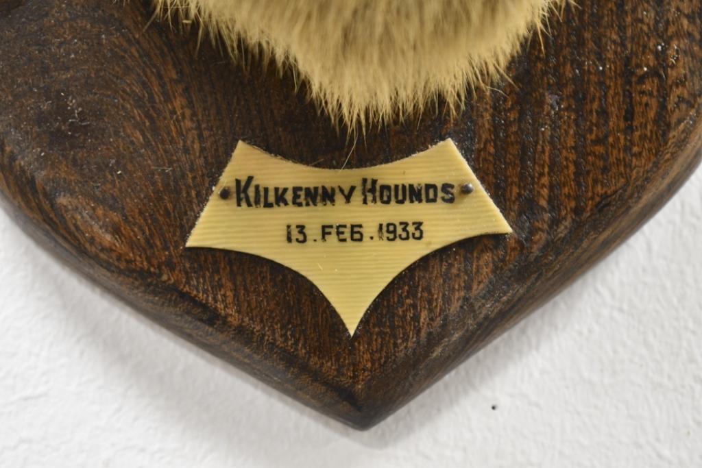 Williams & Son Taxidermy Red Fox Kilkenny Hunt