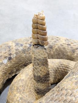 Coiled & Poised Full Body Rattlesnake Taxidermy