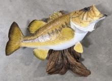 Large Mouth Bass Taxidermy Mount on Drift Wood