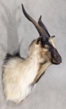 Feral Goat Taxidermy Shoulder Mount