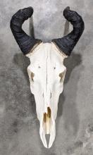 Hartebeest Antelope Skull Mount