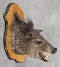 Peccary Pig Taxidermy Soulder Mount on Plaque