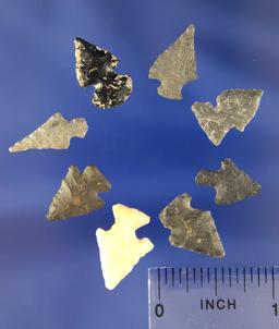 Set of 8 Bird Point Arrowheads, largest is 3/4". Found in Las Animas Co., Colorado by Joella and Rob