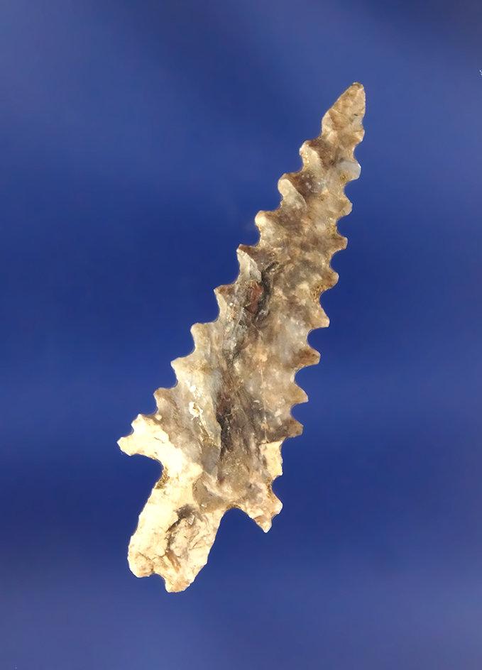 Pictured! Truly exceptional 1 1/2" Snaketown Arrowhead with excellent serrations and wonderful flaki
