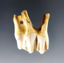 Nice 1 1/2" wide Elks Tooth 2-Hole Pendant - Newhouse Site in Dearborn Co., Indiana.