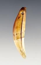 2 5/16" Drilled Bear Tooth in excellent condition.