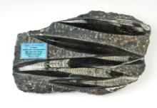 Large 10 1/4" x 7" Fossil Orthoceras in matrix, recovered in Morocco.