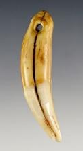 2 1/2" anciently drilled Bear Tooth Pendant found in Tennessee.
