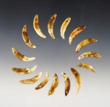 Group of 15 drilled canine teeth found at the Reeve Site in Lake Co. Ohio.