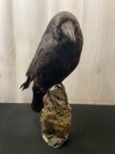 Vintage Taxidermied Raven on Volcanic Rock