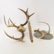 Antlers and mounts with feather