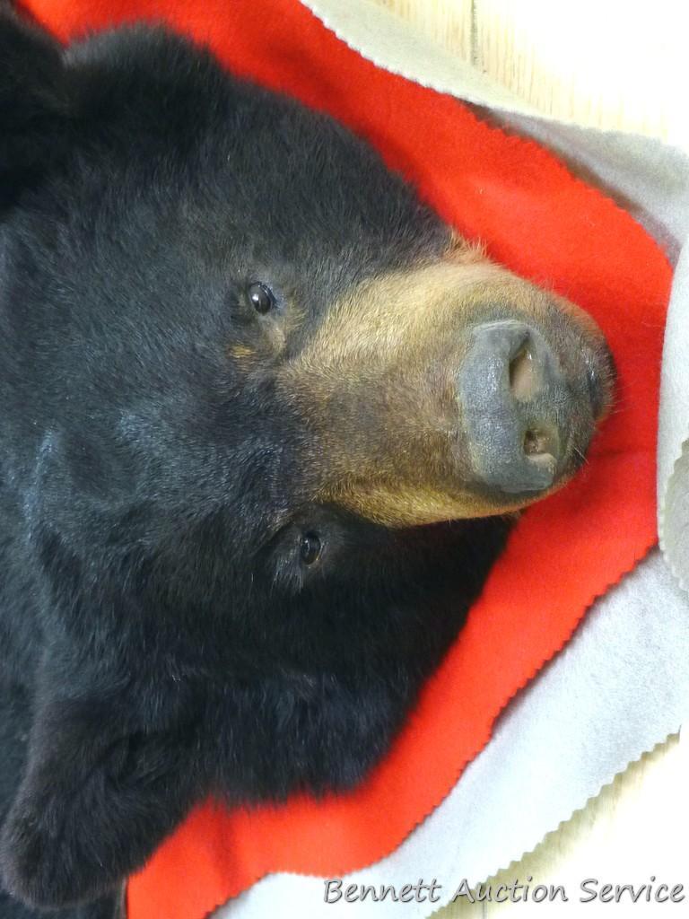 Nice black bear rug measures 6'-2" from head to toe.