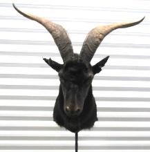 Catalina Goat Taxidermy Mount (LOCAL PICK UP ONLY)