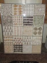 Exceptional Display Sea Shell Collection in Case Marble Cone, Sand Dollar, Starfish etc.