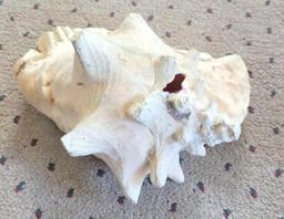 Conk Shell $1 STS