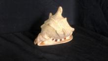 LARGE HORNED QUEEN HELMET MOLLUSK CONCH SHELL