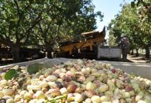 A Whole Lot of Nut Shakin' Goin' On. Come join Doug DeGroff '96 for the harvest of almonds or