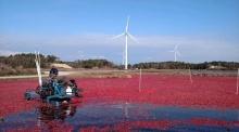 A Cape Cod Tradition for Generations!!!! Come Watch the Cranberry Harvest. Come watch a modern-day