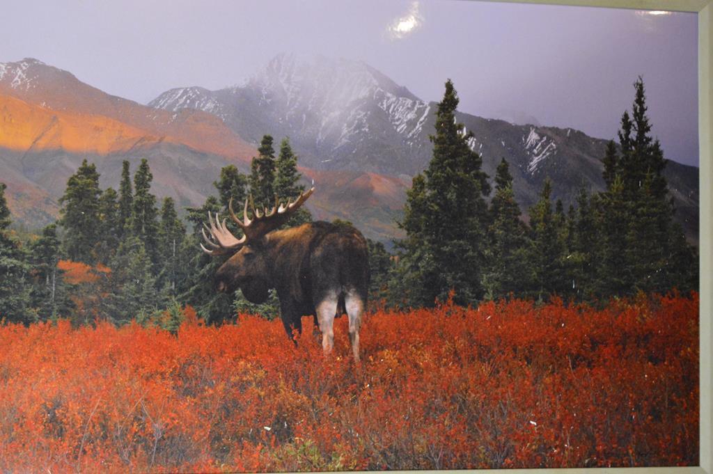 Thomas D. Mangelsen (American, 20th C.) Moose & Mountains, Large Format Ltd. Ed. Giclee Print