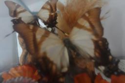UNDERGLASS PAIR OF BUTTERFLY AND DRIED FLOWERS