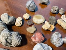 Assorted Rocks and Fossils