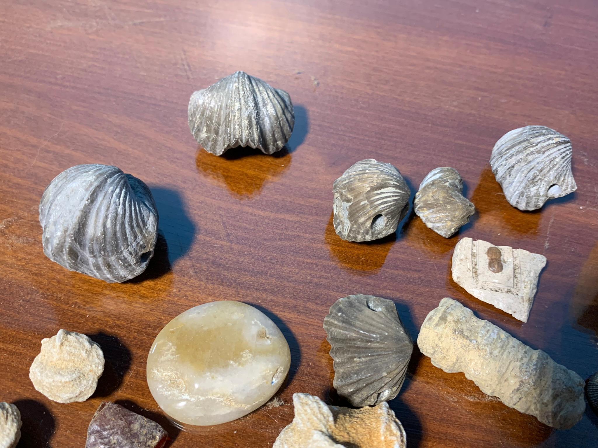 Assorted Rocks and Fossils