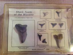 Miocene shark teeth and shark jewelry necklace