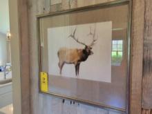 Beautiful Elk scene framed print