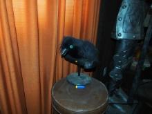 Raven talking toy