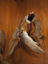 Mounted quail wall décor