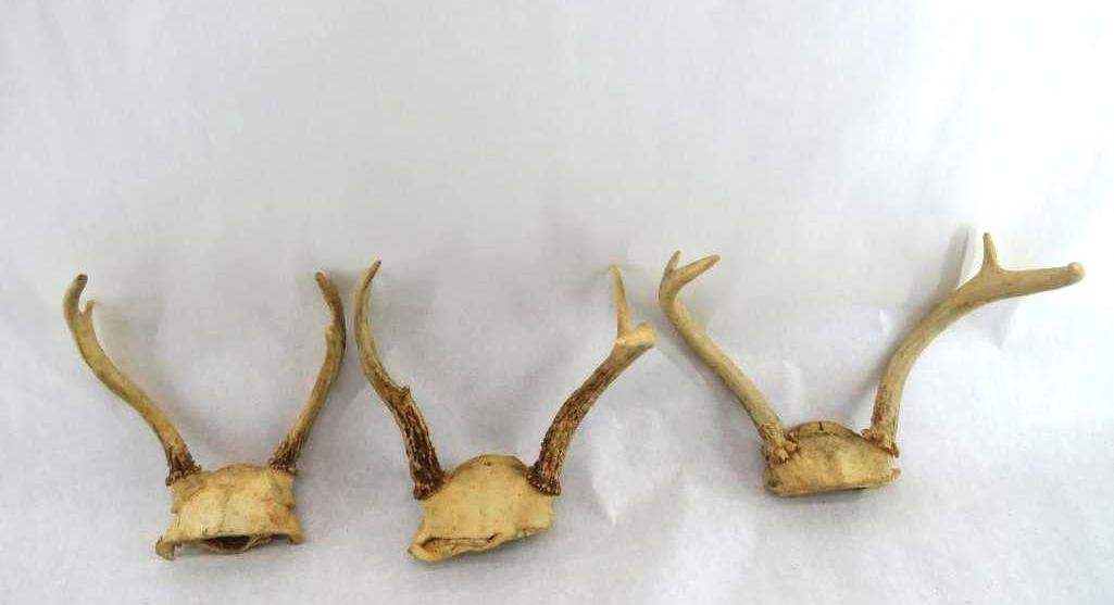 Lot of Antlers, Horns and Other Parts