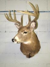 Eleven Point Whitetail Deer Mount