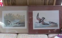 (2) Audubon Folio Bird Prints