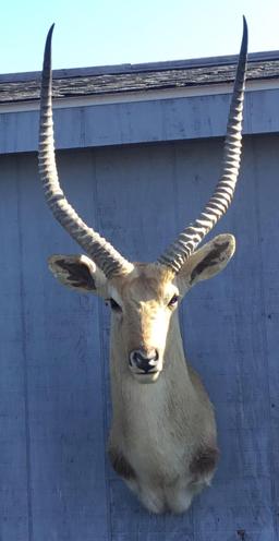 Reedbuck Antelope Shoulder Mount