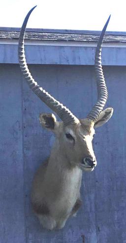 Reedbuck Antelope Shoulder Mount