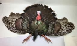Wild Turkey Half Body and Tail Feather Mount