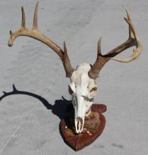 Beautiful Buck Skull and Rack on Wood Base
