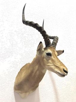 African Antelope Taxidermy Shoulder Mount