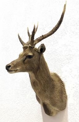 Taxidermy Deer Shoulder Mount