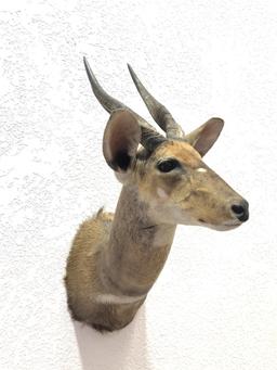 African Spiral Horned Antelope Shoulder Mount